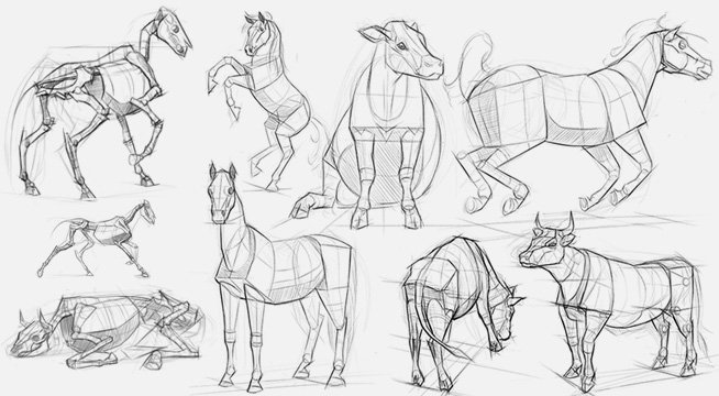 Illustrate & analyze the animal form