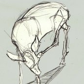 Dynamic Animal Sketching