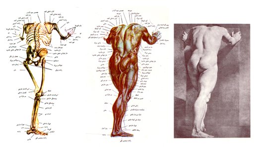 Dynamic Figure Anatomy 