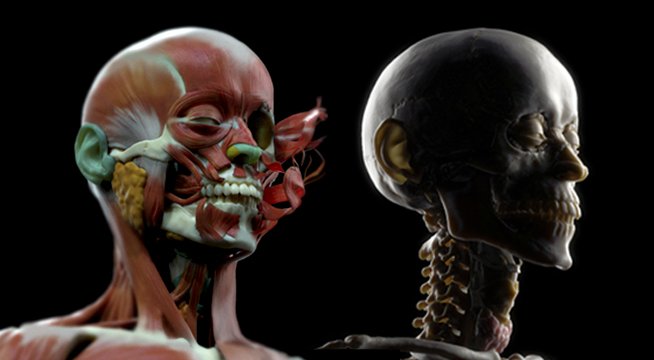 Learn to sculpt the human face