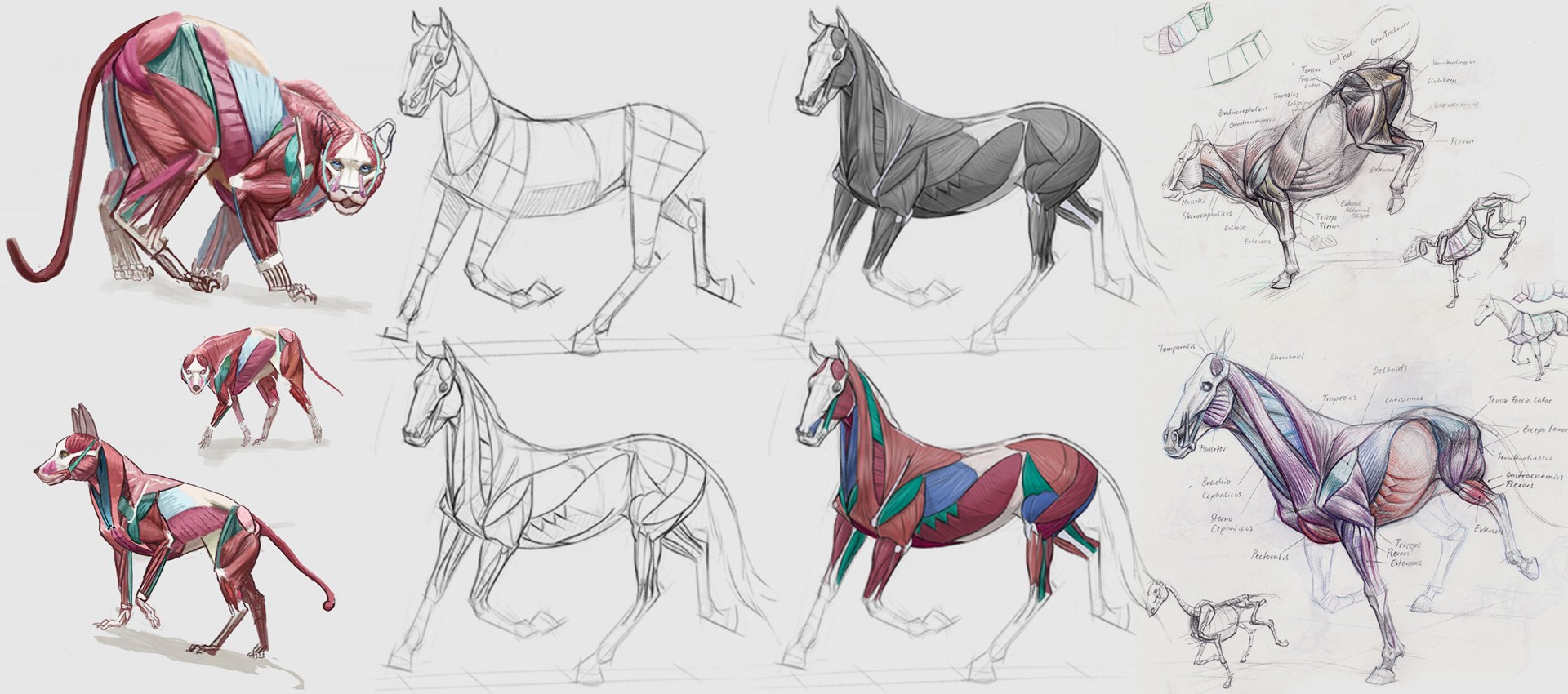 sketch images of animals