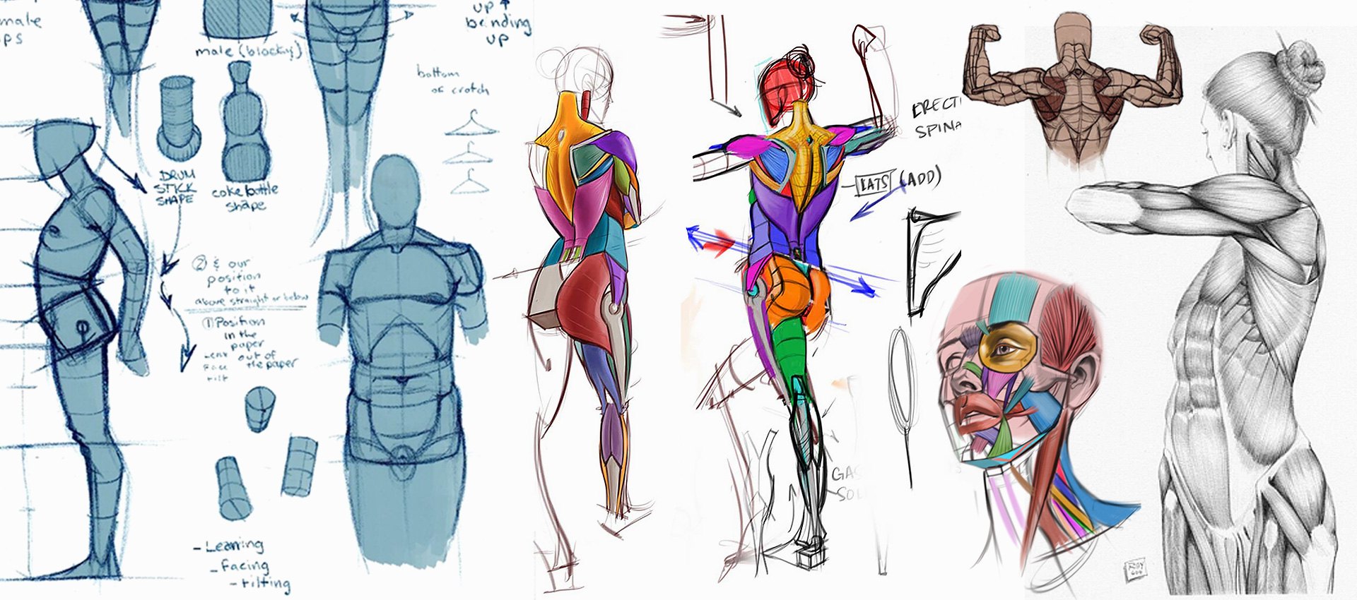 Analytical Figure Drawing Reference Guide